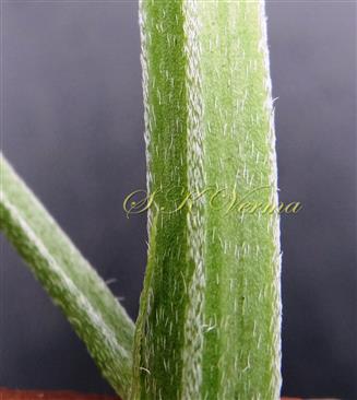  Stem